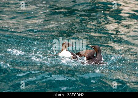 Thick-billed murre oder Brunnich die trottellumme (Uria lomvia) in einem Kampf. Dieser Küste Meer - Vogel, ist heimisch in nördlichen Breiten in Europa, Asien und Nordamerika Stockfoto