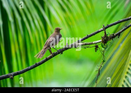 Die Lehmfarbenen Thrush (Turdus grayi) ist eine gemeinsame Mitte amerikanischen Vogel der Drosseln (Turdidae) Familie. Es ist der Nationalvogel von Costa Rica, wo Stockfoto