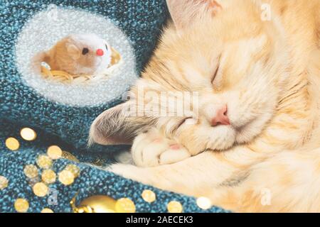 Süße Creme Katze schläft auf einem Blue Plaid in der Nähe von Weihnachtsschmuck und sieht eine Maus in einem Traum. Stockfoto