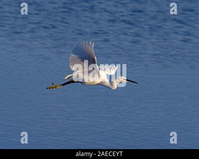 Little Egret Egretta garzetta an der Nordküste Norfolks Stockfoto