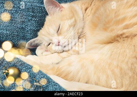 Süße Creme Katze schläft auf einem Plaid neben Weihnachtsschmuck. Stockfoto