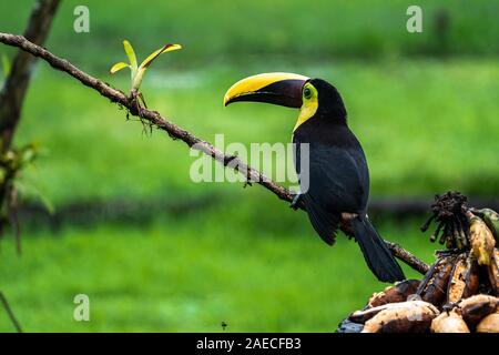 Die Kastanie - mandibled Toucan oder swainson's Toucan (Ramphastos ambiguus swainsonii) im tropischen Regenwald. Dieser Vogel ist eine Unterart des Gelben-th Stockfoto