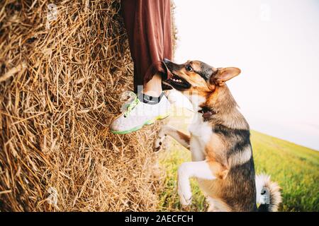 Wütend, aggressiv gemischte Rasse Hund Hund beißt ein Bein von einem Mann laufen über Feld. Stockfoto