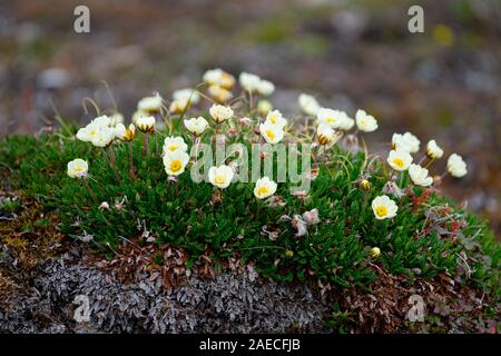 Saxifraga cespitosa, die Getuftete alpine Steinbrech oder getuftet Steinbrech, ist eine Blume, die in vielen Arktis Höhen. Es scheint weiter südlich in mountaino Stockfoto