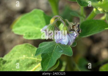 Anlage von Auberginen oder Aubergine im Garten wächst Stockfoto