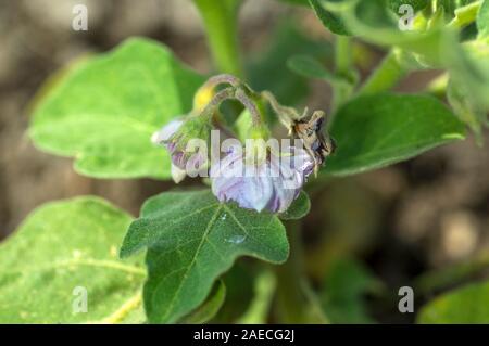 Anlage von Auberginen oder Aubergine im Garten wächst Stockfoto