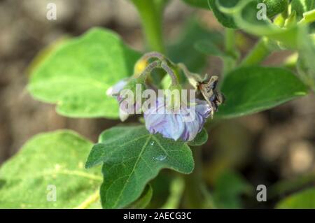 Anlage von Auberginen oder Aubergine im Garten wächst Stockfoto