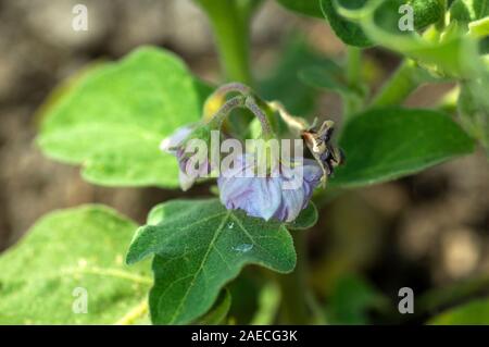 Anlage von Auberginen oder Aubergine im Garten wächst Stockfoto