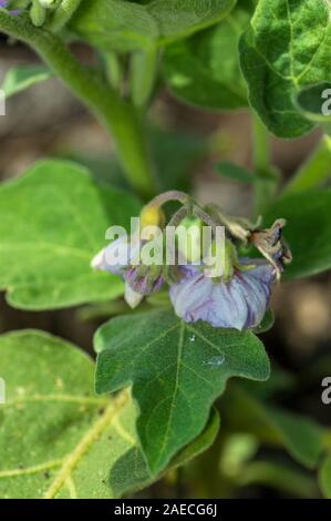 Anlage von Auberginen oder Aubergine im Garten wächst Stockfoto