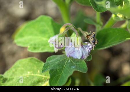 Anlage von Auberginen oder Aubergine im Garten wächst Stockfoto