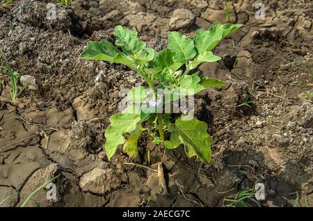Anlage von Auberginen oder Aubergine im Garten wächst Stockfoto