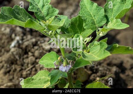Anlage von Auberginen oder Aubergine im Garten wächst Stockfoto