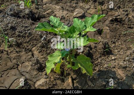 Anlage von Auberginen oder Aubergine im Garten wächst Stockfoto