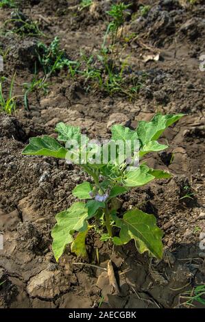 Anlage von Auberginen oder Aubergine im Garten wächst Stockfoto