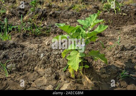 Anlage von Auberginen oder Aubergine im Garten wächst Stockfoto