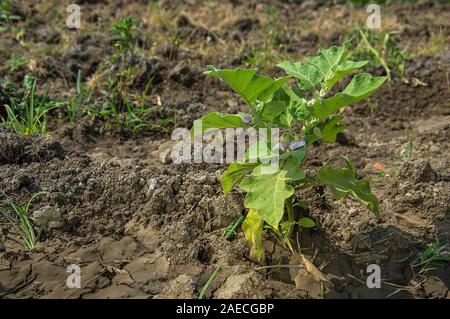 Anlage von Auberginen oder Aubergine im Garten wächst Stockfoto