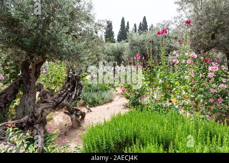 Der Garten Getsemani hat einen wichtigen Platz in der Geschichte des Evangeliums, weil Jesus es in der Nacht vor seiner Verhaftung verbrachte, beten in Todesangst. Stockfoto