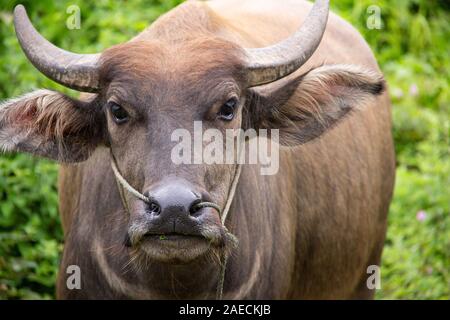 Braun Stier mit einem Seil durch seine Nase, in Reisfeldern in der Nähe von Hsipaw, Myanmar stehen. Stockfoto