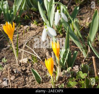 Gelbe Krokusse und weiße Schneeglöckchen erste Frühlingsblumen auf dem Boden, St. St. Konstantin und Helena, Bulgarien. Stockfoto