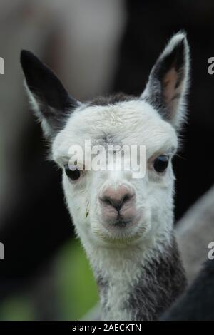 Alpaka (Vicugna pacos) juvenilen Tier Portrait, Dorset, England, Vereinigtes Königreich Stockfoto