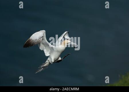 Northern Gannet (Morus bassanus) erwachsenen Vogel im Flug in Land auf einer Klippe kommend, Yorkshire, England, Vereinigtes Königreich Stockfoto