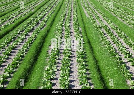 Junger Kopfsalat in Farm Stockfoto