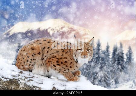 Lynx im Schnee im Winter Hintergrund. Neues Jahr Karte. Stockfoto