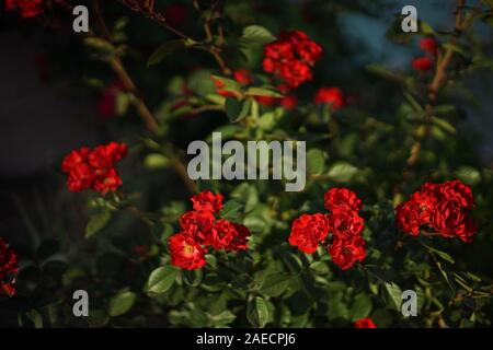 Rote kleine Rosen wachsen im Sommergarten. Stockfoto