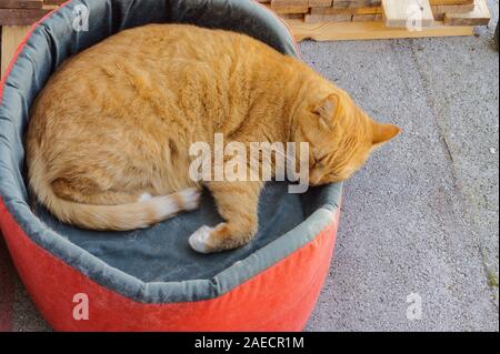 Rote Katze schlafend in seinem Couch, orange Katze zu einem Ball zusammengerollt Stockfoto