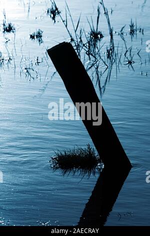 Sylt, Morsum, Salzwiesen am Watt, Detail Stockfoto