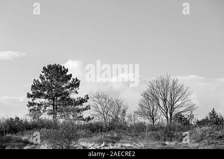 Sylt, Braderuper Heide, Baeume Straeucher, Stockfoto