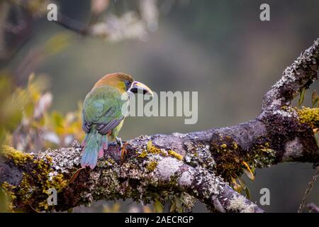 Smaragdgrün toucanet, Alacorhynchus prasinus. Vögel von Costa Rica. San Gerardo de Dota. Stockfoto