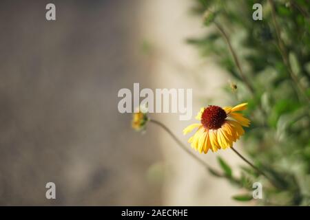 Gelbe Blumen gaillardia wachsen im sonnigen Sommer Garten in der Nähe der Straße. Stockfoto