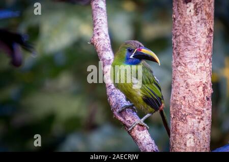 Smaragdgrün toucanet, Alacorhynchus prasinus. Vögel von Costa Rica. San Gerardo de Dota. Stockfoto