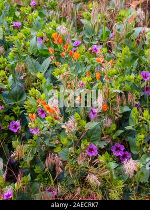 Globemallow und grossen vier Uhren, Snow Canyon State Park, St. George, Utah. Stockfoto