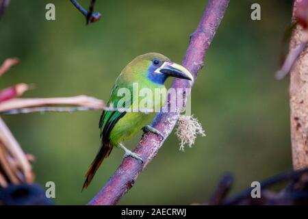 Smaragdgrün toucanet, Alacorhynchus prasinus. Vögel von Costa Rica. San Gerardo de Dota. Stockfoto