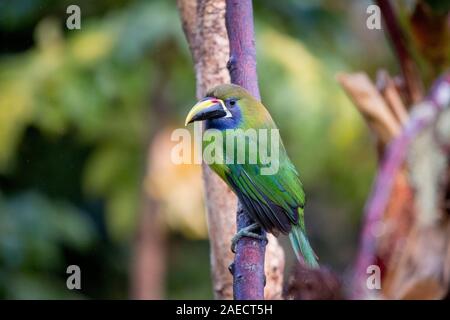 Smaragdgrün toucanet, Alacorhynchus prasinus. Vögel von Costa Rica. San Gerardo de Dota. Stockfoto