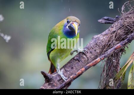 Smaragdgrün toucanet, Alacorhynchus prasinus. Vögel von Costa Rica. San Gerardo de Dota. Stockfoto