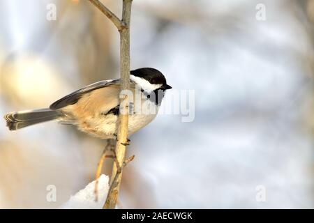 Eine wilde Black-capped chickadee Vogel auf einem vertikalen Zweigstellen in ländlichen Alberta Kanada gehockt Stockfoto