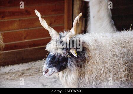 Ungarischen Zackelschafe in Ihrem Tierheim, lateinisch Ovis aries strepsiceros Hungaricus Stockfoto