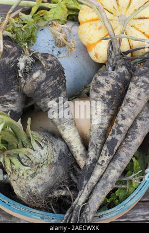 Frische winter Gemüse in einem Korb - Pastinake, Sellerie und Squash einschließlich blue Gehäutet "Kronprinz". Großbritannien Stockfoto