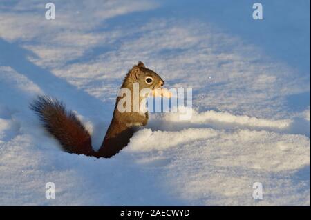 Ein wildes Eichhörnchen "Tamiasciurus hudsonicus', Reisen durch den tiefen Schnee mit seinem Preis von eine Erdnuss, die er in seinem Mund hält. Stockfoto