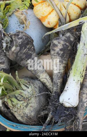 Frische winter Gemüse in einem Korb, Pastinaken, Sellerie, Lauch und Squash einschließlich blue Gehäutet "Kronprinz". Großbritannien Stockfoto