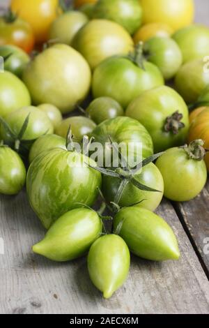 Solanum Lycopersicum. Verschiedene Sorten von unreife grüne Tomaten auf Holz Oberfläche. Großbritannien Stockfoto
