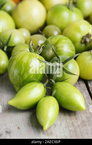 Solanum Lycopersicum. Verschiedene Sorten von unreife grüne Tomaten auf Holz Oberfläche. Großbritannien Stockfoto