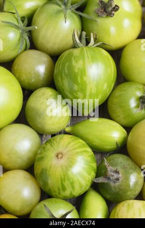 Solanum Lycopersicum. Unreife grüne Tomaten Stockfoto