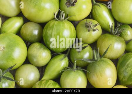 Solanum Lycopersicum. Unreife grüne Tomaten Stockfoto