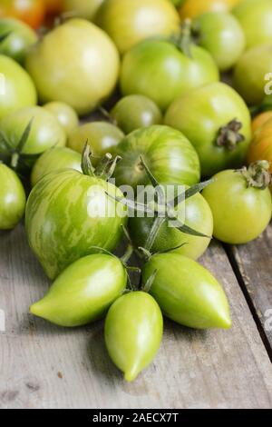 Solanum Lycopersicum. Verschiedene Sorten von unreife grüne Tomaten auf Holz Oberfläche. Großbritannien Stockfoto