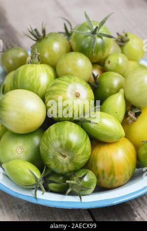 Solanum Lycopersicum. Unreife grüne Tomaten in einem blauen Metall Teller auf Holz Oberfläche. Stockfoto