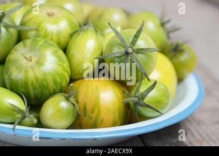 Solanum Lycopersicum. Unreife grüne Tomaten in einem blauen Metall Teller auf Holz Oberfläche. Stockfoto